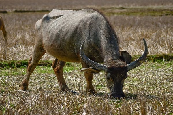 National animal of Vietnam - The water buffalo