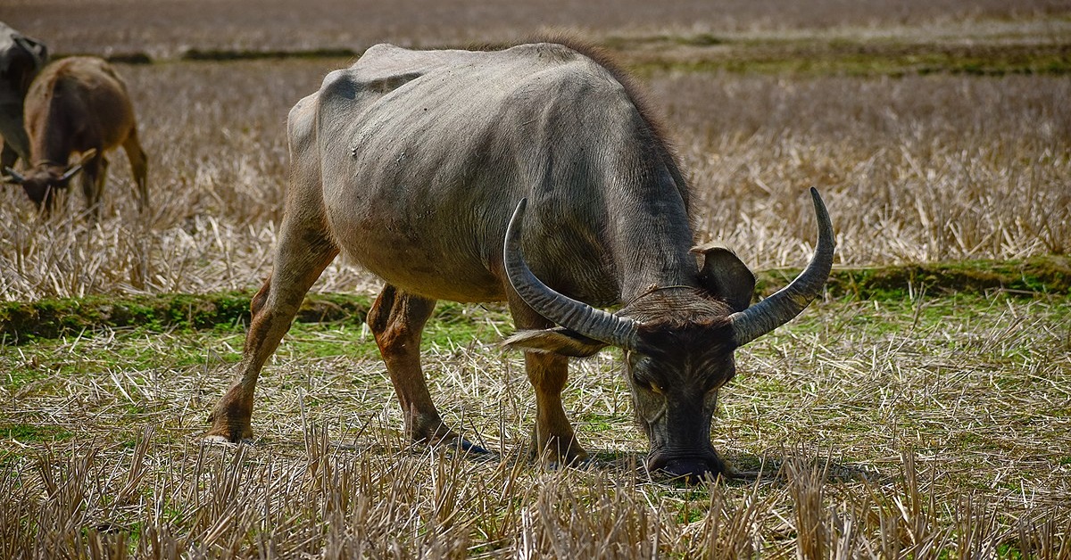 National animal of Vietnam - The water buffalo