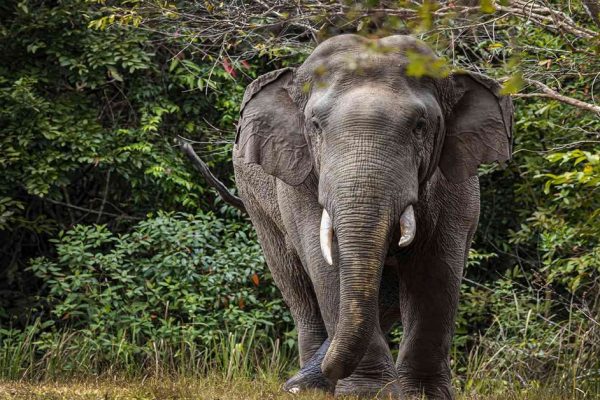 Common wild animals in Vietnam with best national parks